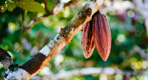 Cacao e Amazzonia: il piano del Brasile tra riforestazione e rischi